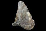 Tyrannosaurus Rex Astragalus (Ankle Bone) - Montana #97618-2